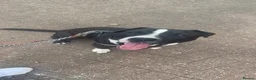 Mixed Breed dogs for sale: American Staffordshire bull terrier - Advert 2