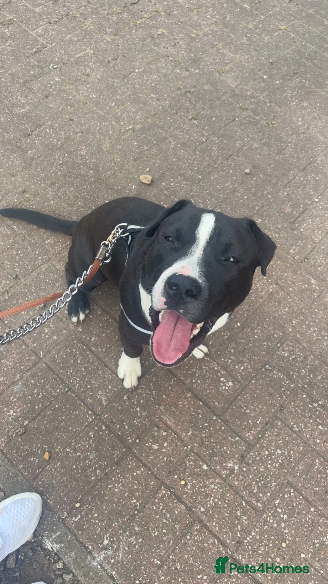 Mixed Breed dogs for sale: American Staffordshire bull terrier - Advert 2