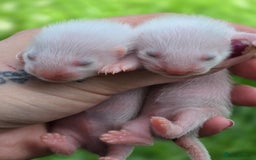 Ferret rodents for sale: Ferrets - Image 5