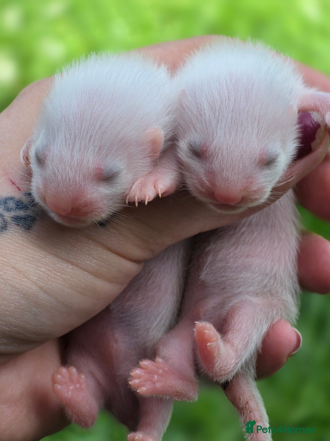 Ferret rodents for sale: Ferrets - Image 5
