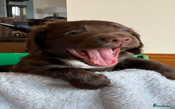 Cocker Spaniel dogs for sale: Outstanding Cocker Spaniel  - Image 1