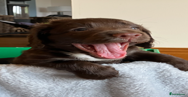 Cocker Spaniel dogs - Advert 4