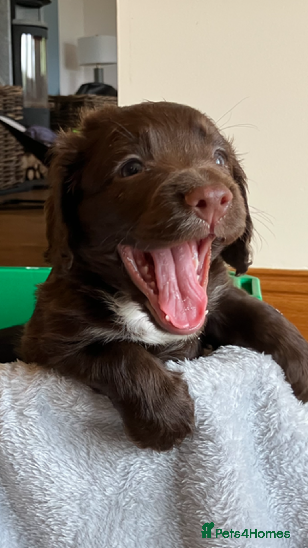 Cocker Spaniel dogs for sale: Outstanding Cocker Spaniel  - Image 1