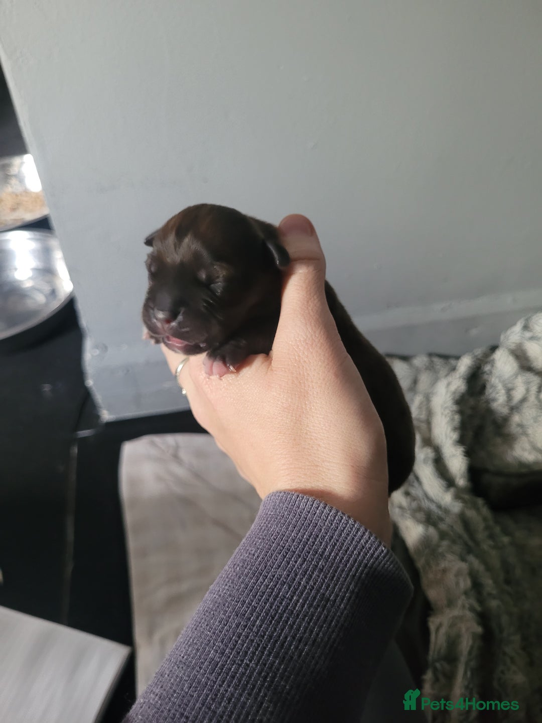 Mixed Breed dogs for sale: Staffie cross mastiff  - Image 3