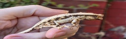 Gecko reptiles for sale: Crested geckos - Advert 1