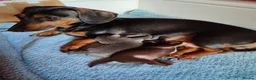 Mixed Breed dogs for sale: Dameranian Puppy for sale in Plymouth - Advert 8