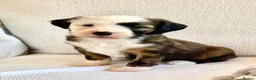Tibetan Terrier dogs for sale: Beautiful Kc Registered Tibetan Terrier Puppies - Advert 16