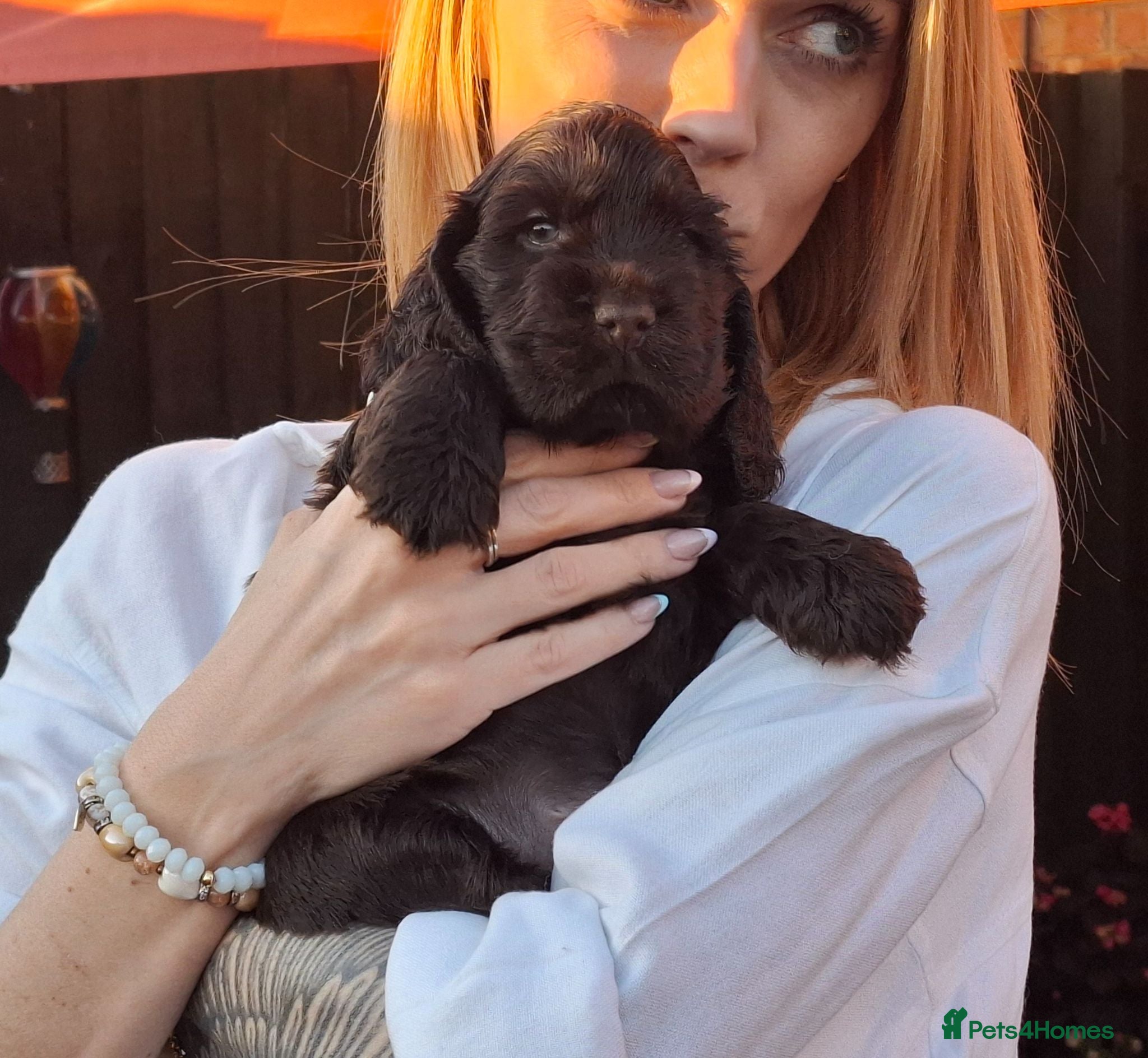 Cocker Spaniel dogs Show type KC Reg Cocker Spaniel Puppies Available - Advert 7