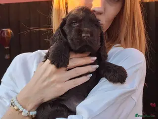 Cocker Spaniel dogs Show type KC Reg Cocker Spaniel Puppies Available - Advert 7