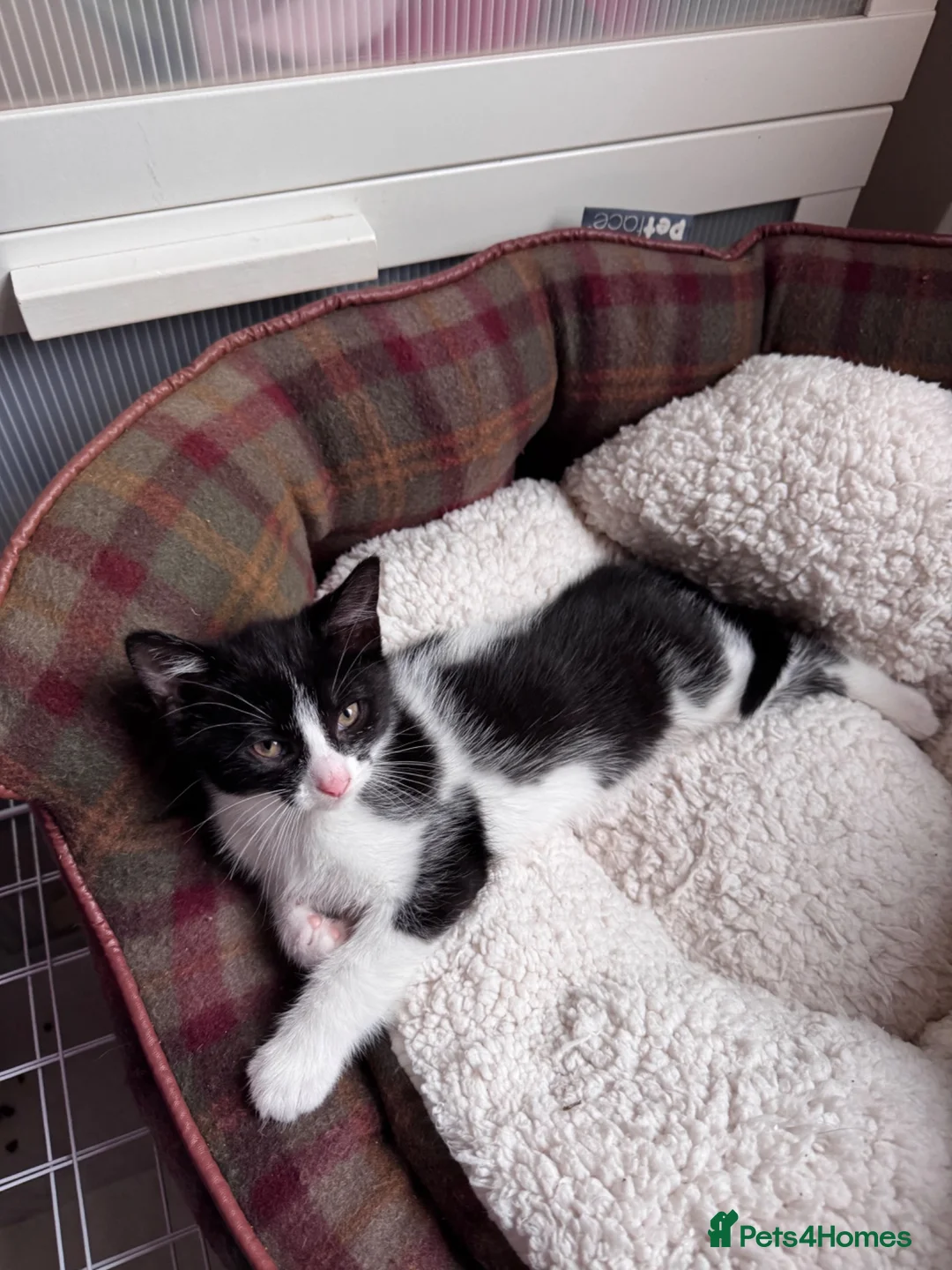 Mixed Breed cats for sale: 😻ONLY ONE BEAUTIFUL GIRL KITTEN LEFT!😻 - Advert 2