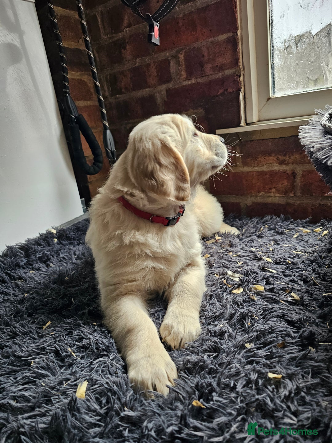 Golden Retriever dogs for sale: Golden Retriever puppy's  Ready to leave now  - Advert 12