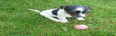 Jack Russell 5