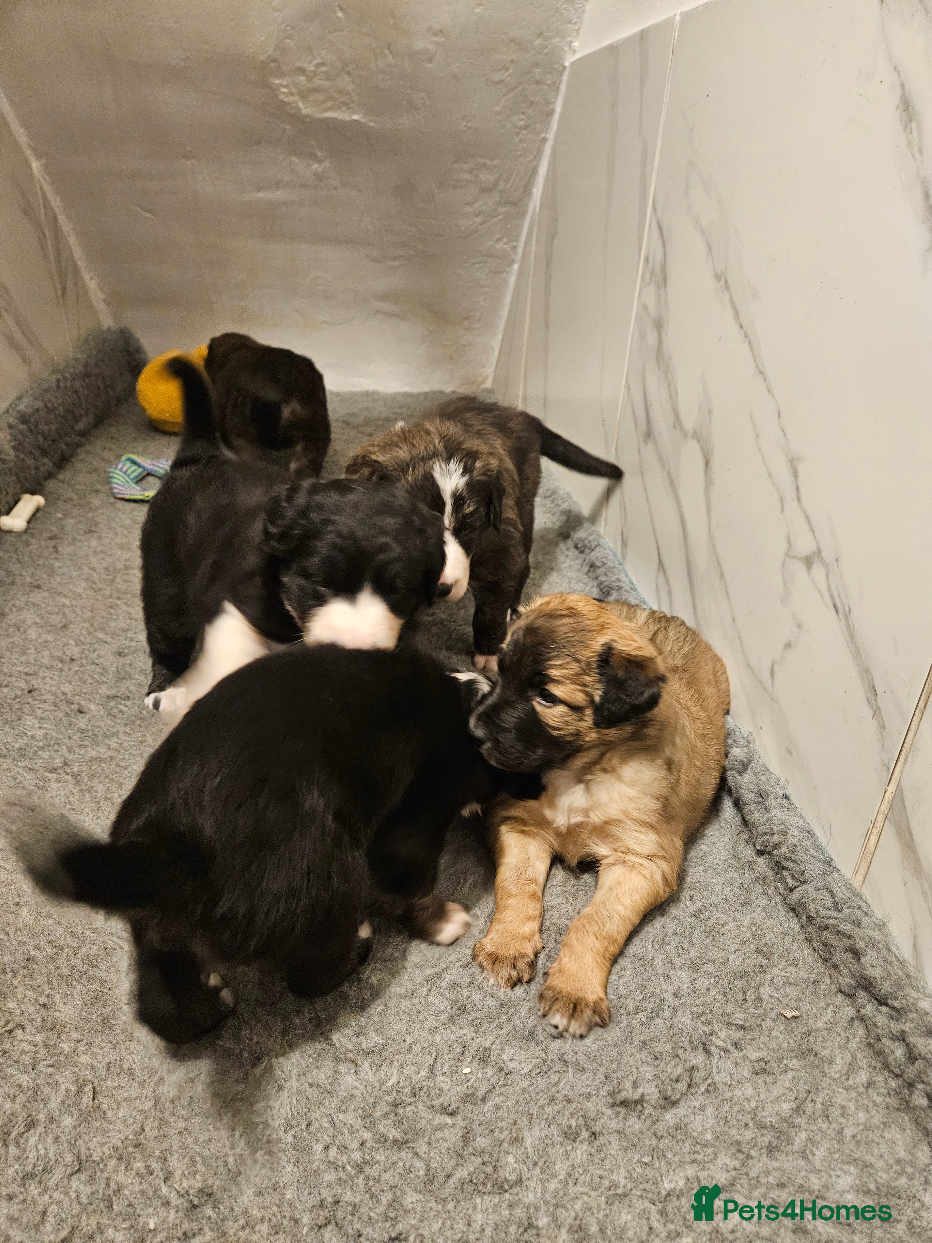 Mixed Breed dogs Huntaway x  Collie puppies - Advert 14