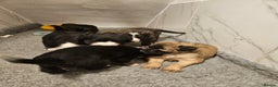Mixed Breed dogs for sale: Huntaway x  Collie puppies - Advert 1