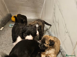 Mixed Breed dogs Huntaway x Collie puppies - Advert 2