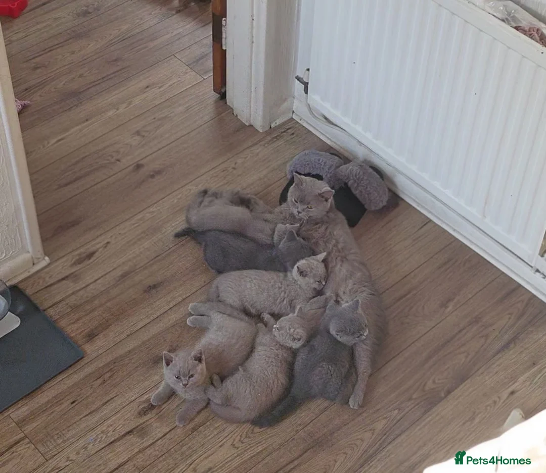 British Shorthair cats for sale: GCCF British Shorthair kittens in Southampton - Advert 2