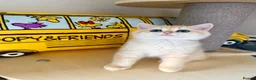 British Shorthair cats for sale: Adorable Golden British Short/longhair Kittens - Advert 8