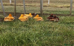 Chickens poultry for sale: Orpington and Wyandotte large fowl - Image 6