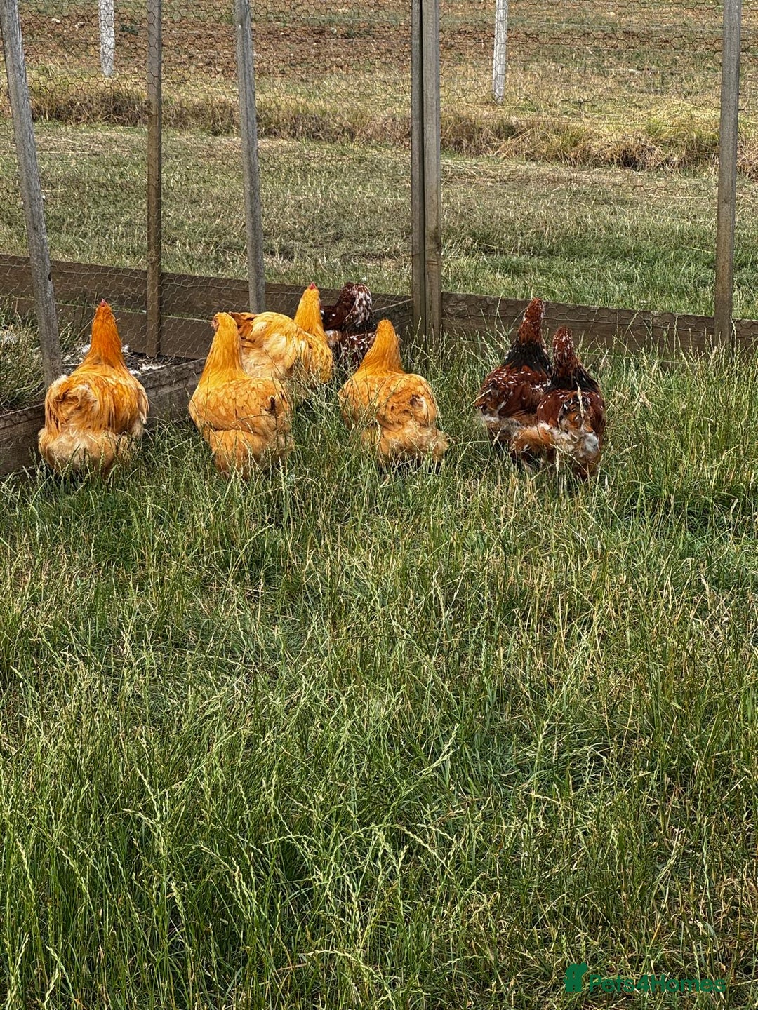 Chickens poultry for sale: Orpington and Wyandotte large fowl - Image 6