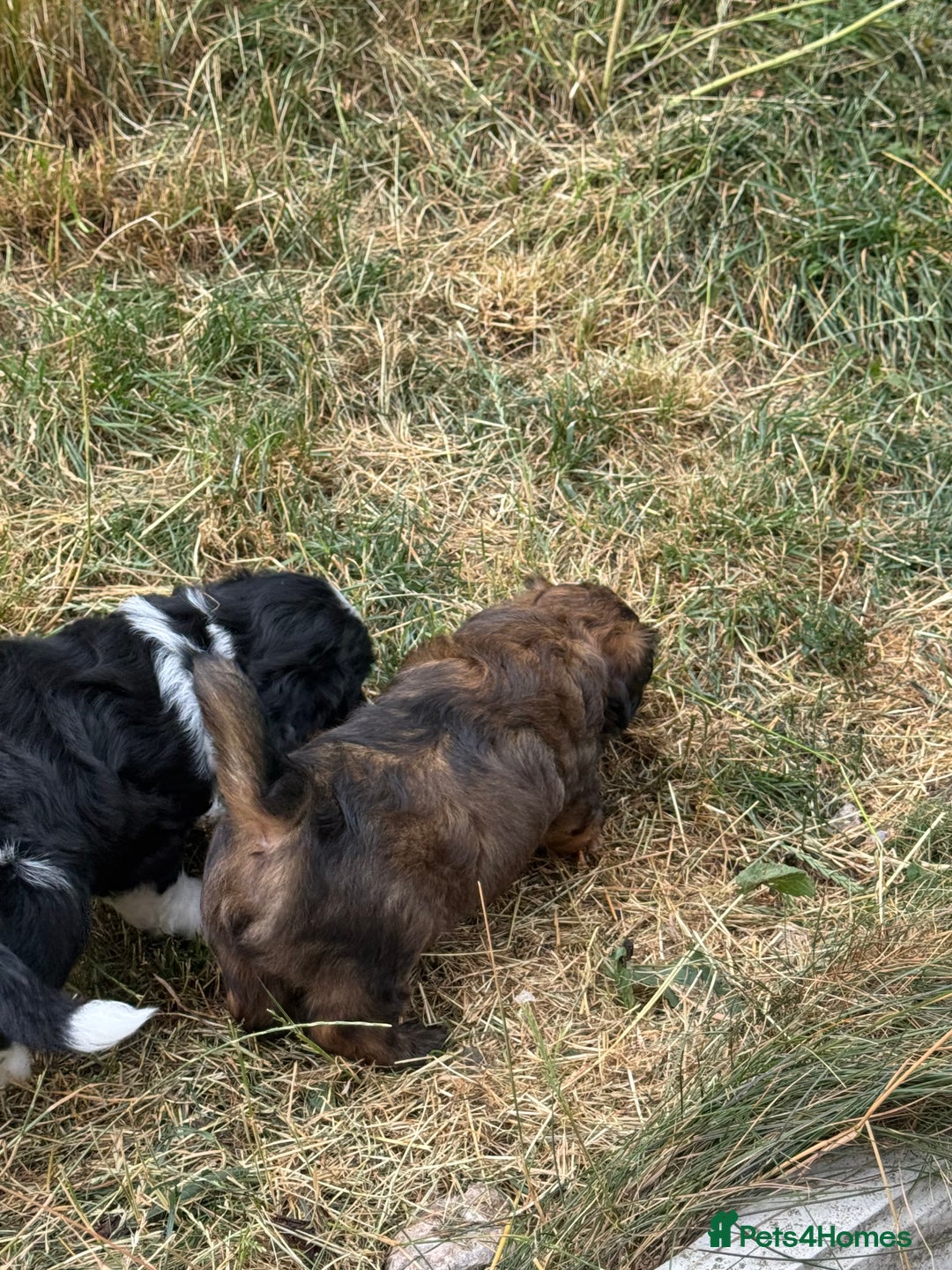 Shihpoo dogs for sale: 4 shihpoo males  in Telford - Image 30