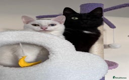 Domestic Shorthair cats for sale: Sweet Cat to Rehome (Read Description) - Image 2