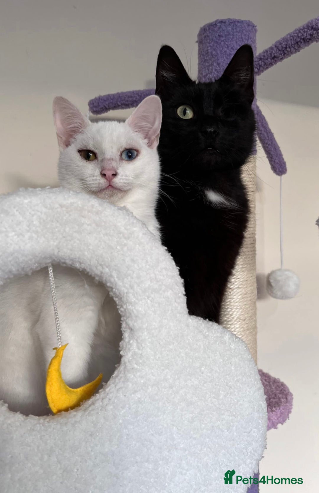 Domestic Shorthair cats for sale: Sweet Cat to Rehome (Read Description) - Image 2