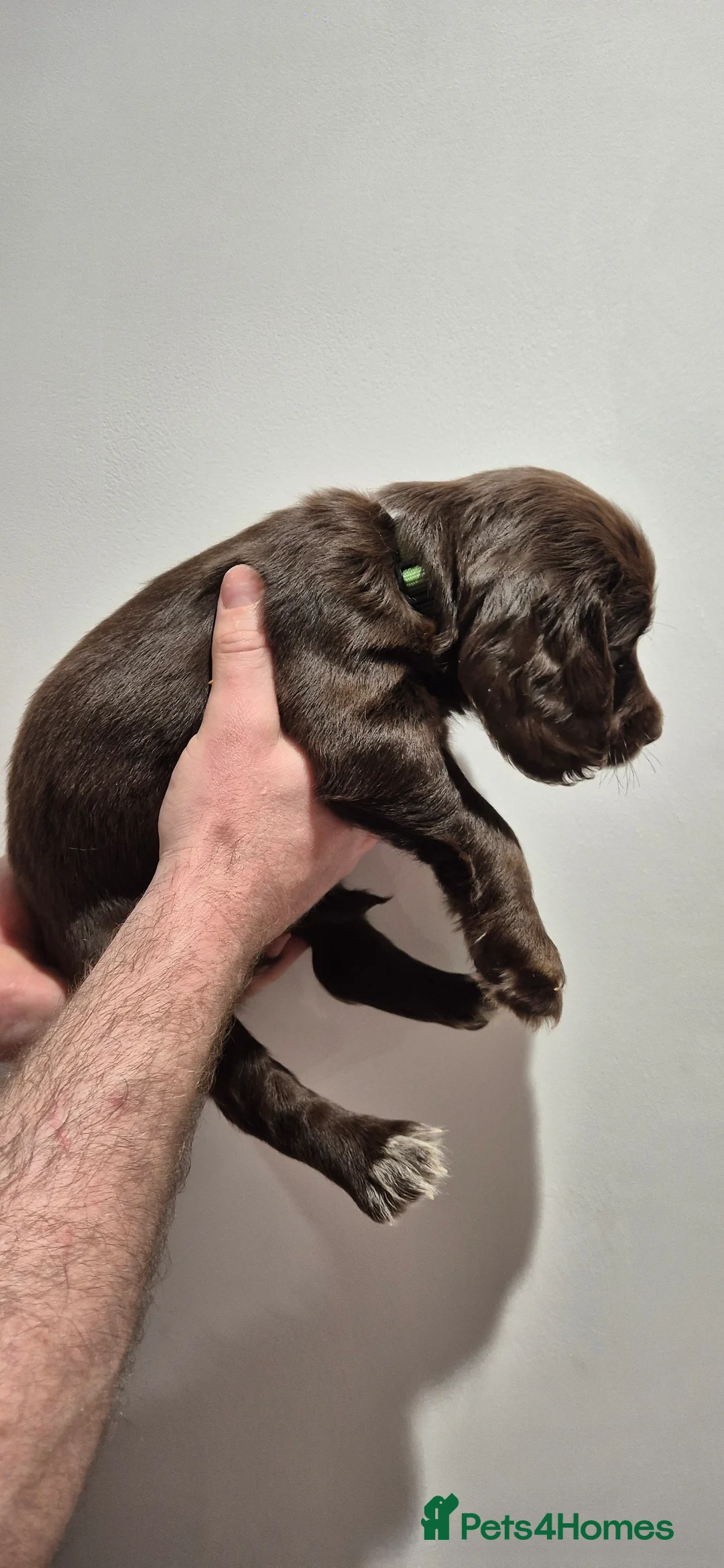 Sprocker dogs for sale: Sprocker Puppies  - Advert 4