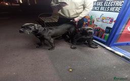 Cane Corso dogs for sale: Cane corso Rex 5 months old  - Image 10