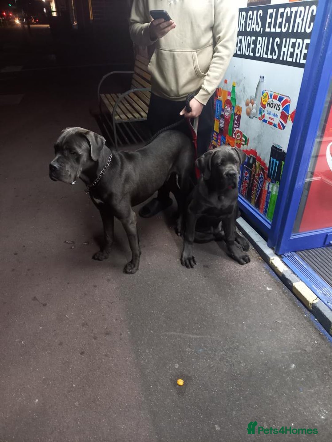 Cane Corso dogs for sale: Cane corso Rex 5 months old  - Image 10