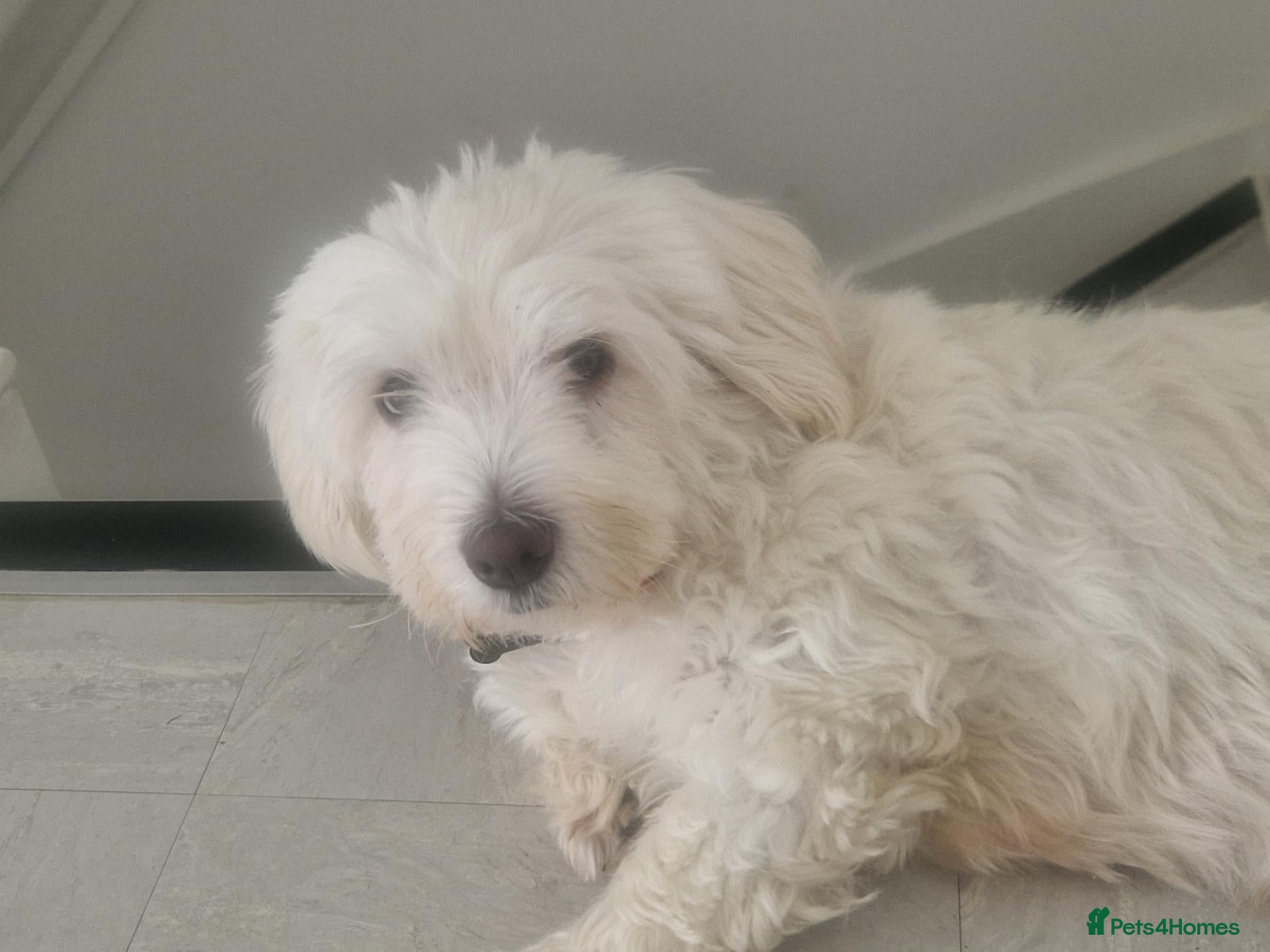 Cavapoo dogs FIFI  - Advert 1