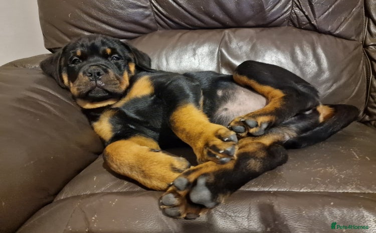 Rottweiler dogs - Advert 1