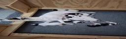Jack Russell dogs for sale: Jack Russell Terrier Puppies for Sale - Advert 8