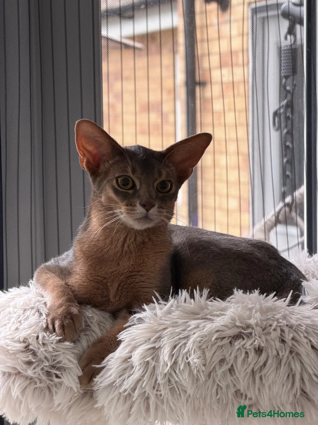 Abyssinian cats for sale: Last lovely boy😻 - Advert 2