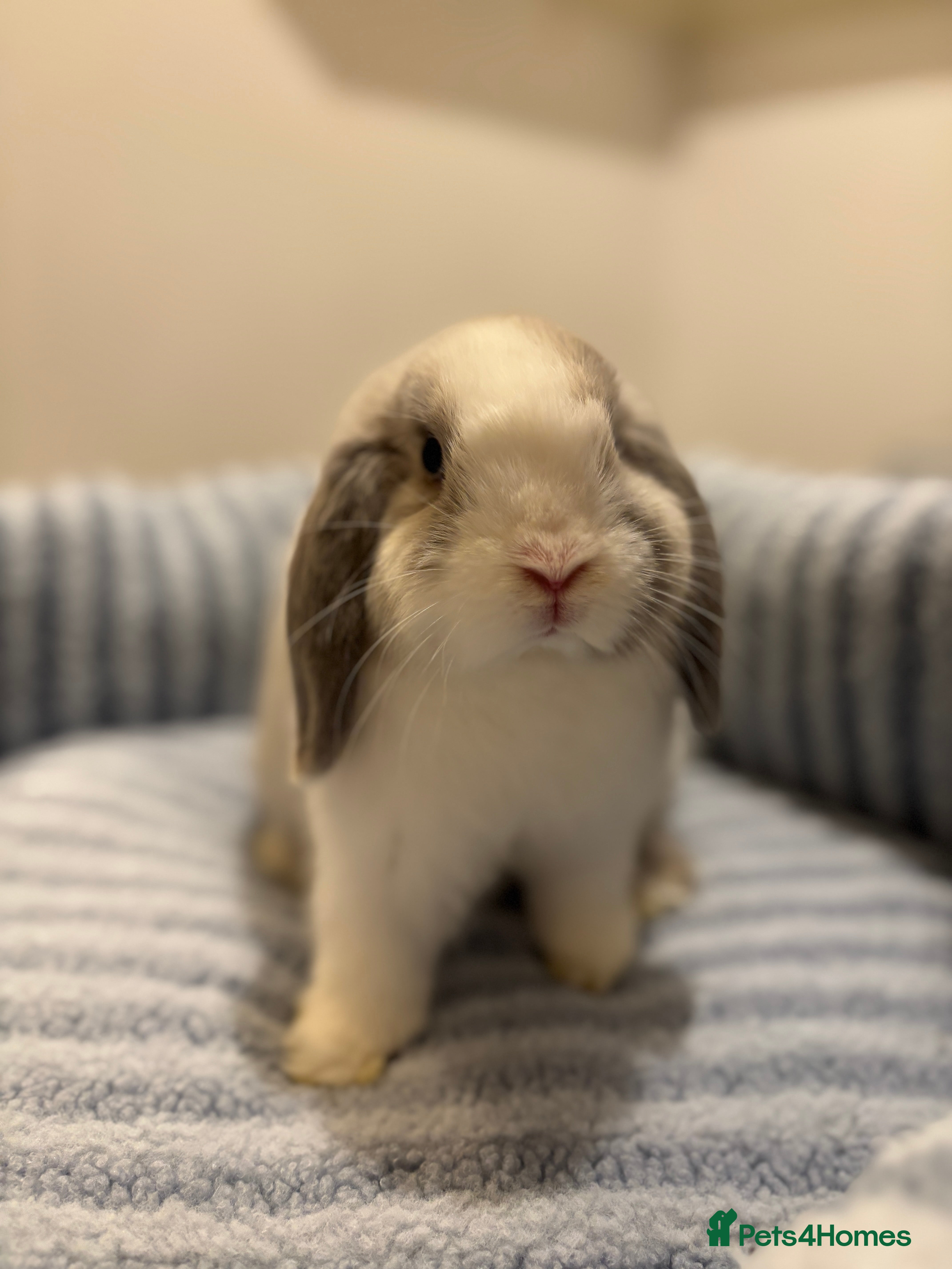 Mini Lop rabbits ✨ Stunning mini lops 👀 ✨  - Advert 6