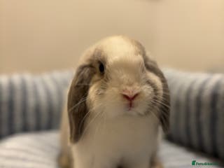 Mini Lop rabbits ✨ Stunning mini lops 👀 ✨ - Advert 6