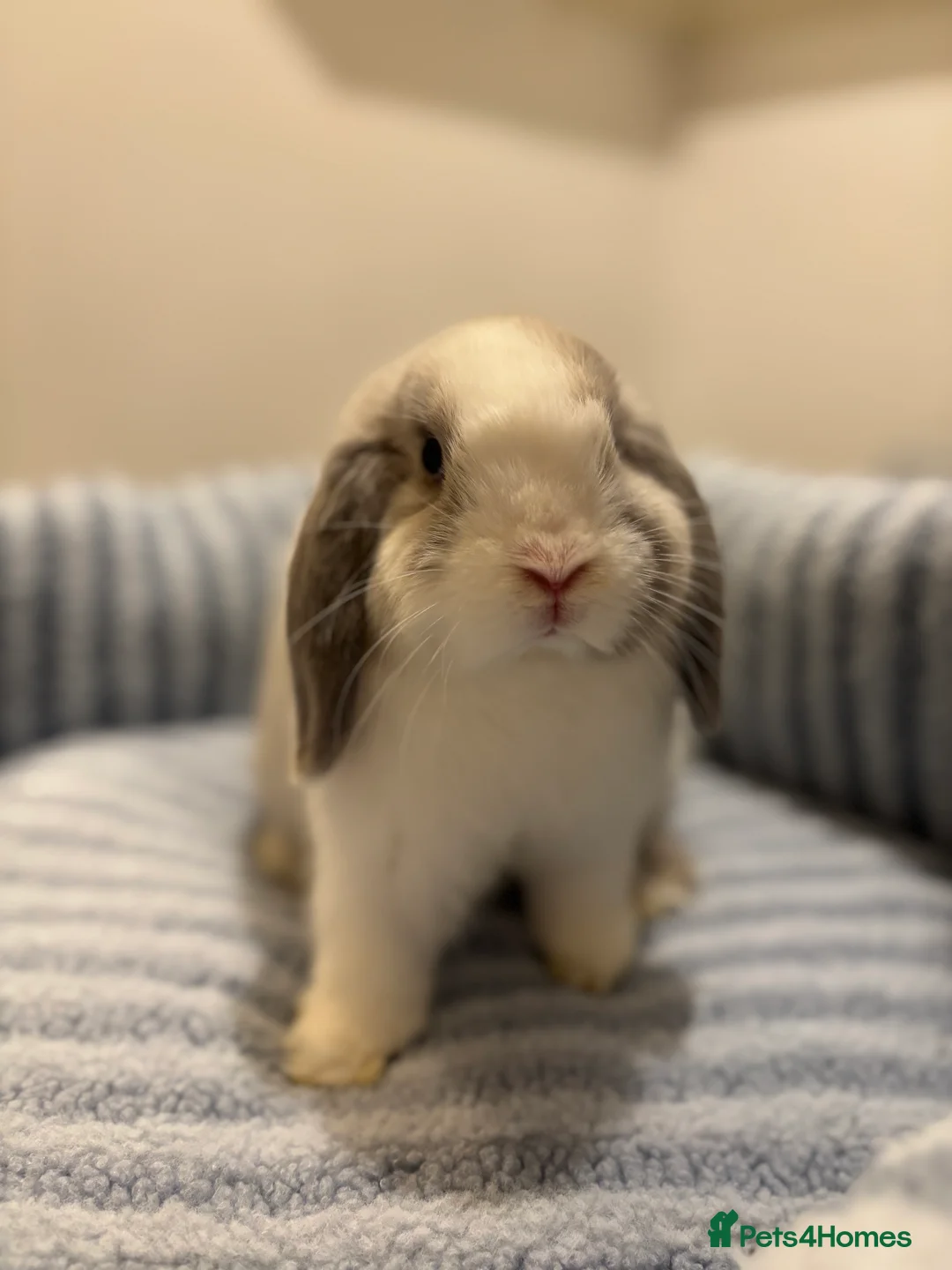Mini Lop rabbits for sale: ✨ Stunning mini lops 👀 ✨  - Advert 1