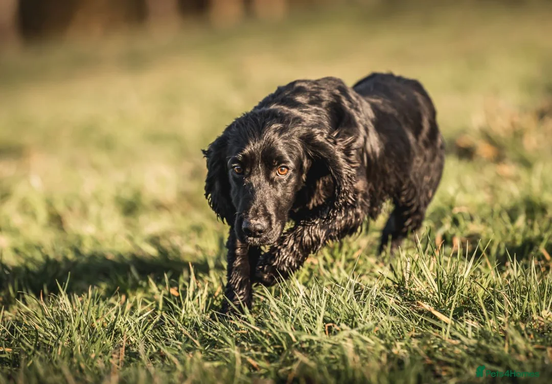 Cocker Spaniel dogs for stud: DNA Health Tested Cocker spaniel stud in Pershore - Advert 2