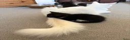 Mixed Breed cats for sale: Fluffy kittens ready for a new home  - Advert 9