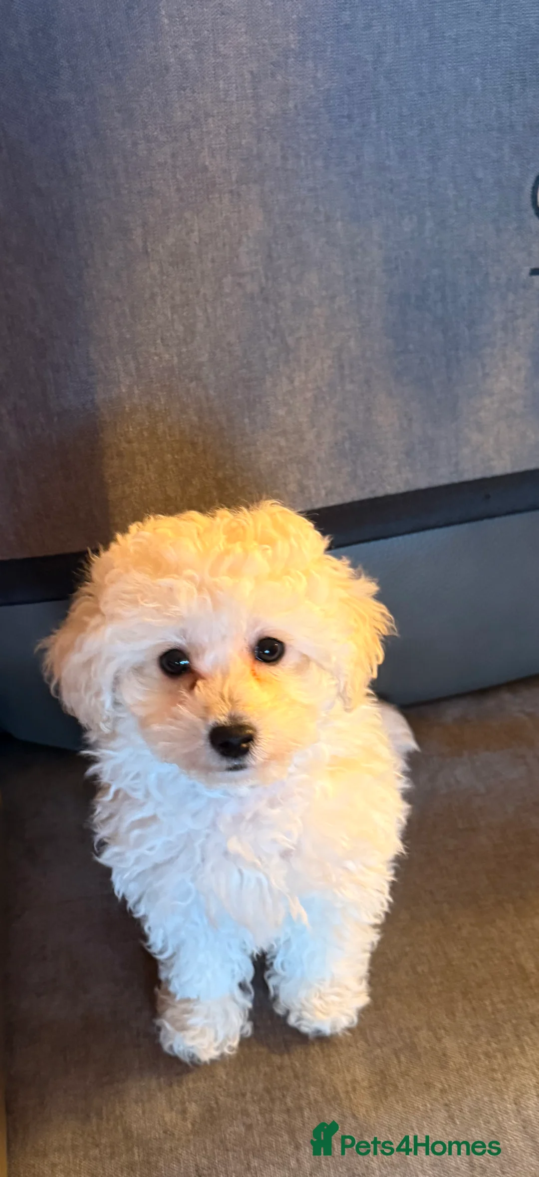 Shihpoo dogs for sale: Shihpoo - Advert 3