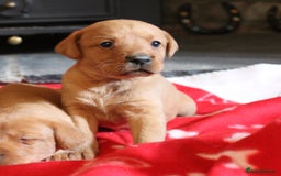 Labrador Retriever dogs for sale: 6 FOX RED LABRADORS  - Advert 7