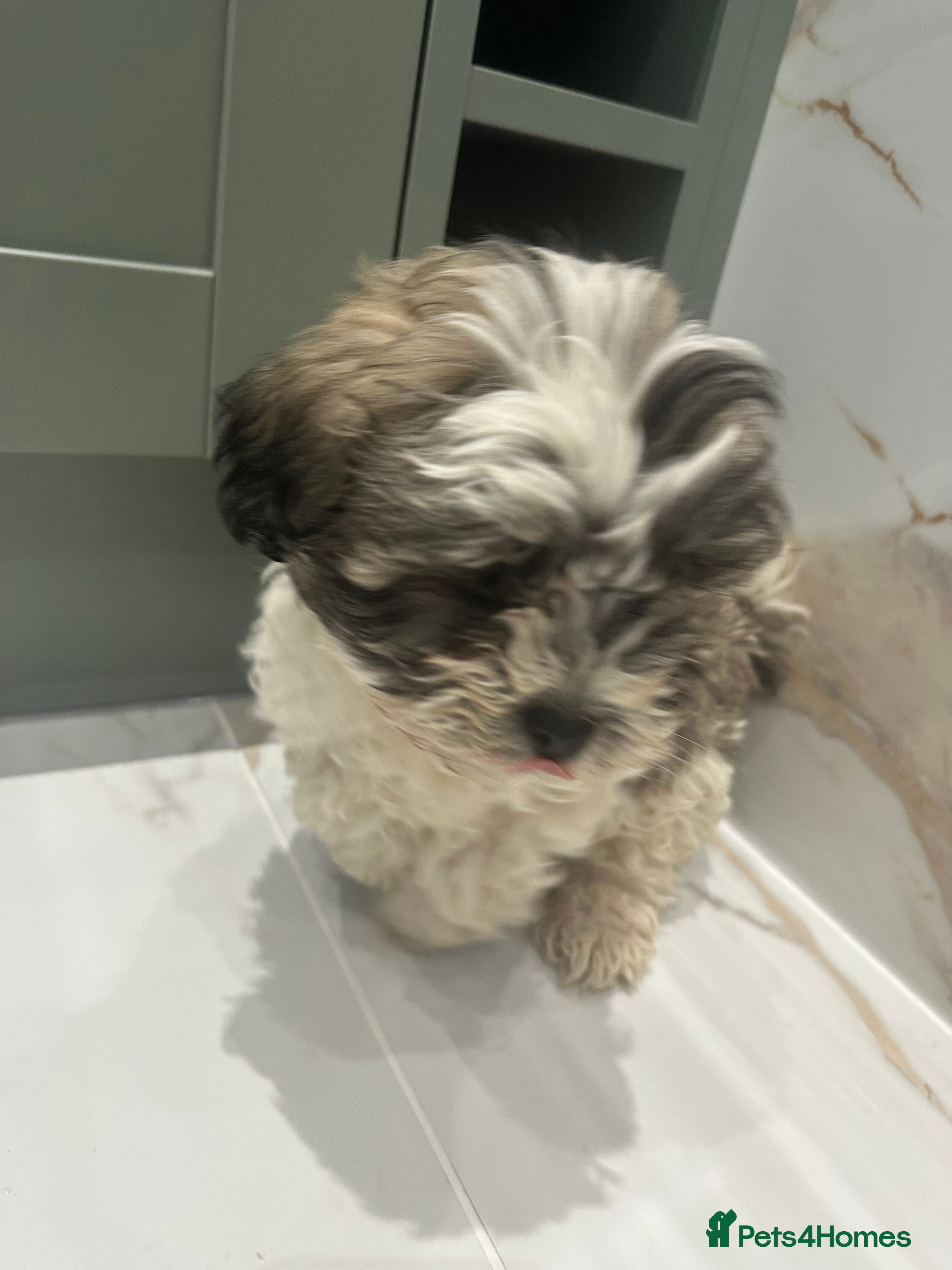 Zuchon dogs Shih Tzu x  bichon f1 Zuchon puppy 💙 one boy  - Advert 2