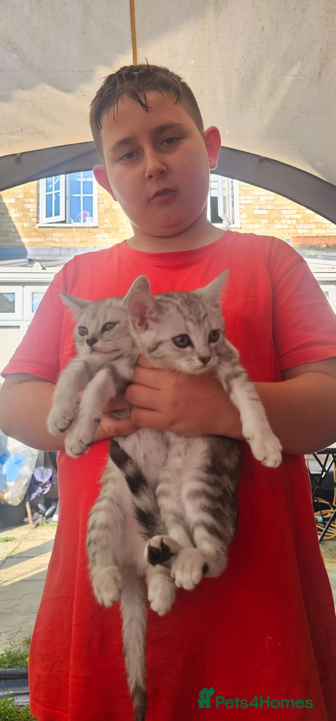 American Shorthair cats for sale:  Little treasures with big hearts  - Advert 2