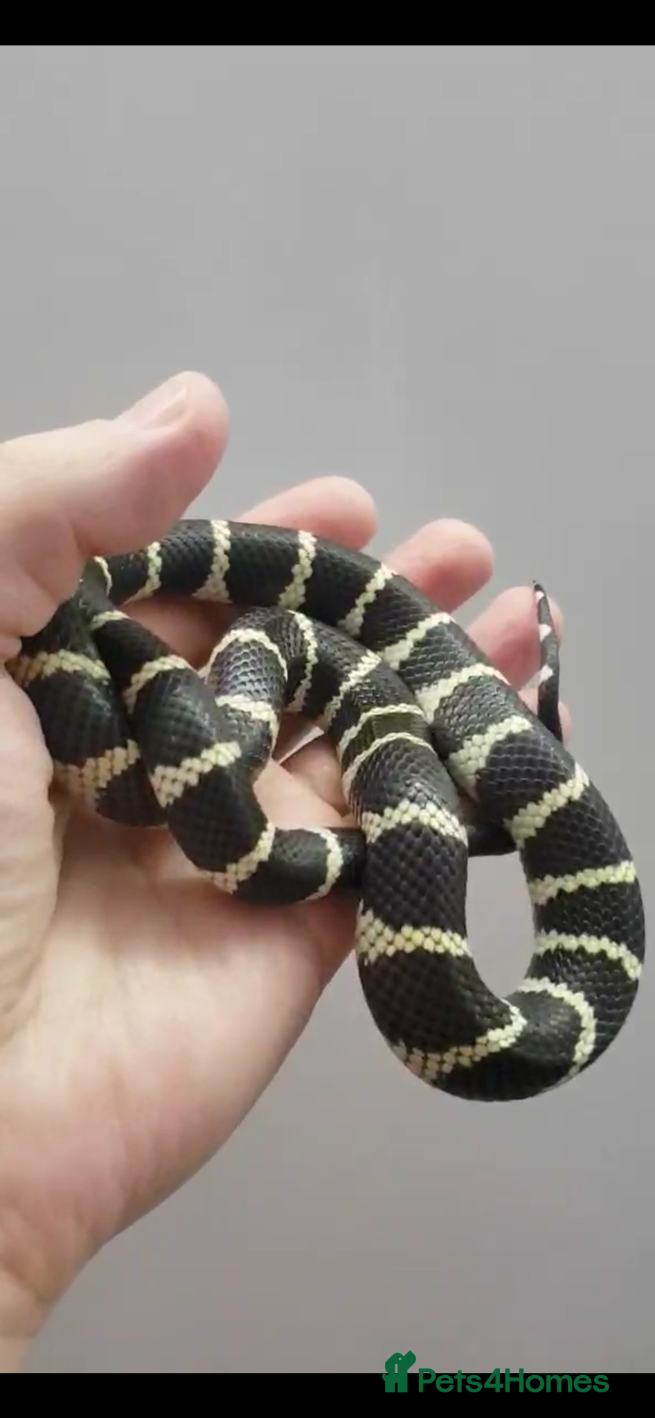 Mixed Breed reptiles Multiple snakes for rehome - Advert 10