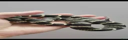Mixed Breed reptiles for sale: Multiple snakes for rehome - Advert 3