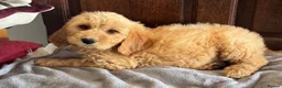Mini Goldendoodle dogs for sale: Health-Tested Family Happy Sociable Goldendoodles - Advert 11