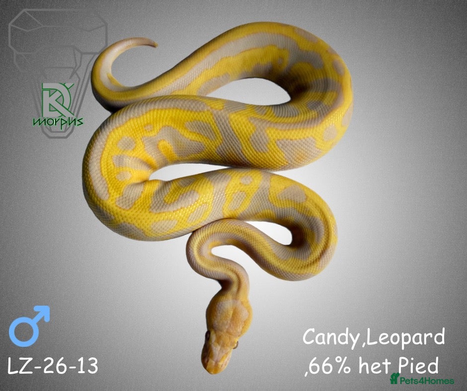 Python Snake reptiles (LZ-26-13) 1.0 Leo Candy 66% het Pied  - Advert 8