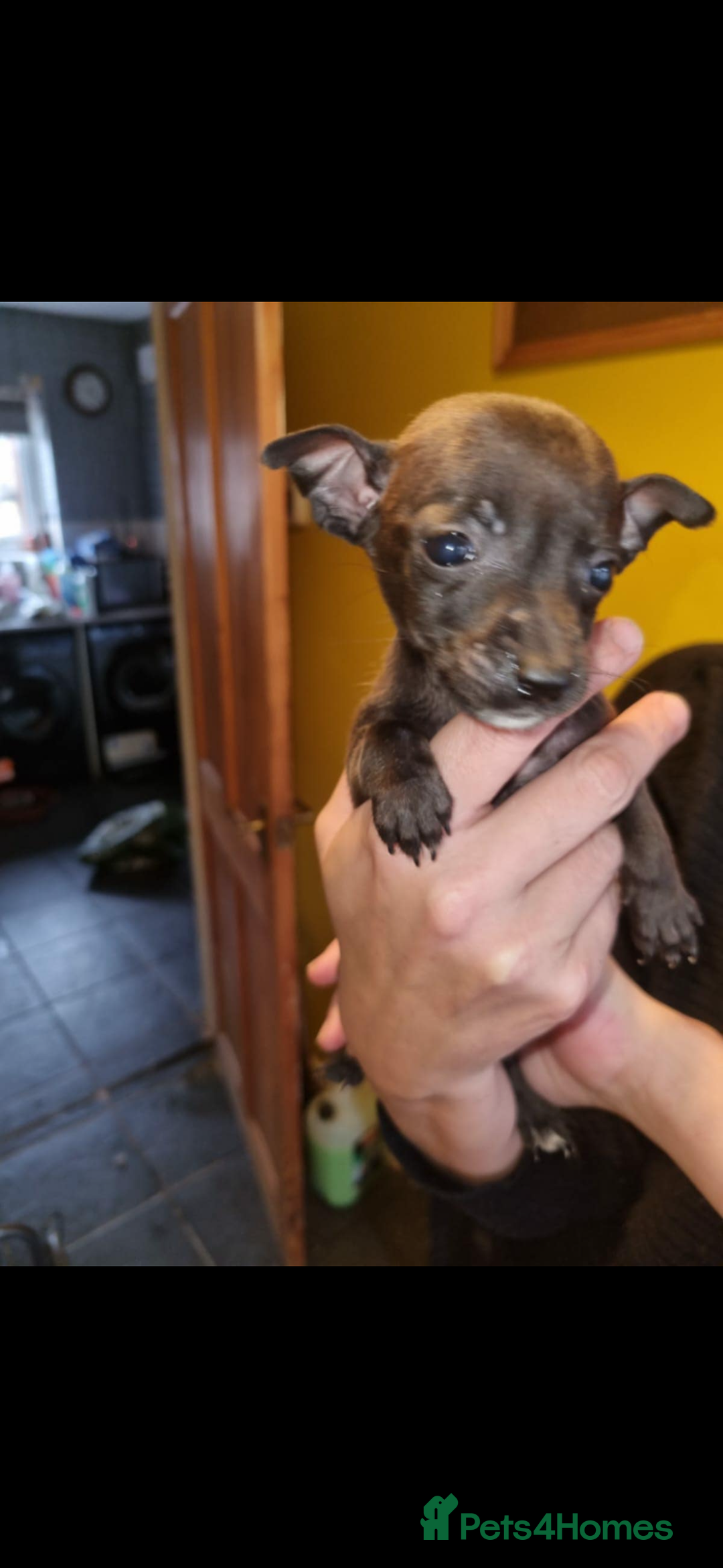 Patterjack dogs for sale: 6 Beautiful Paterjack puppies available  - Image 3