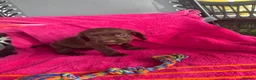 Sprocker dogs for sale: 5 chocolate Sprockers  - Advert 7