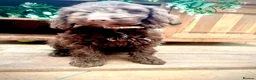 Sproodle dogs for sale: Merle and Chocolate F1  Sproodles  - Advert 26