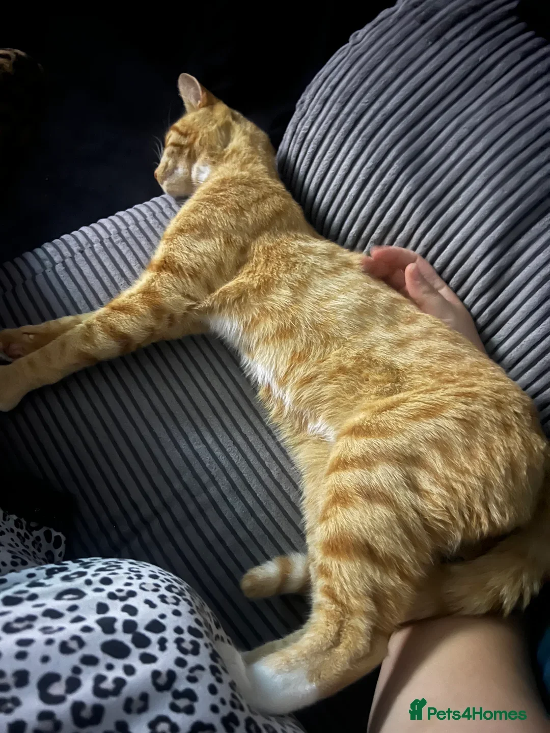 Mixed Breed cats for sale: Ginger & White Young Male Cat looking forever home - Advert 8